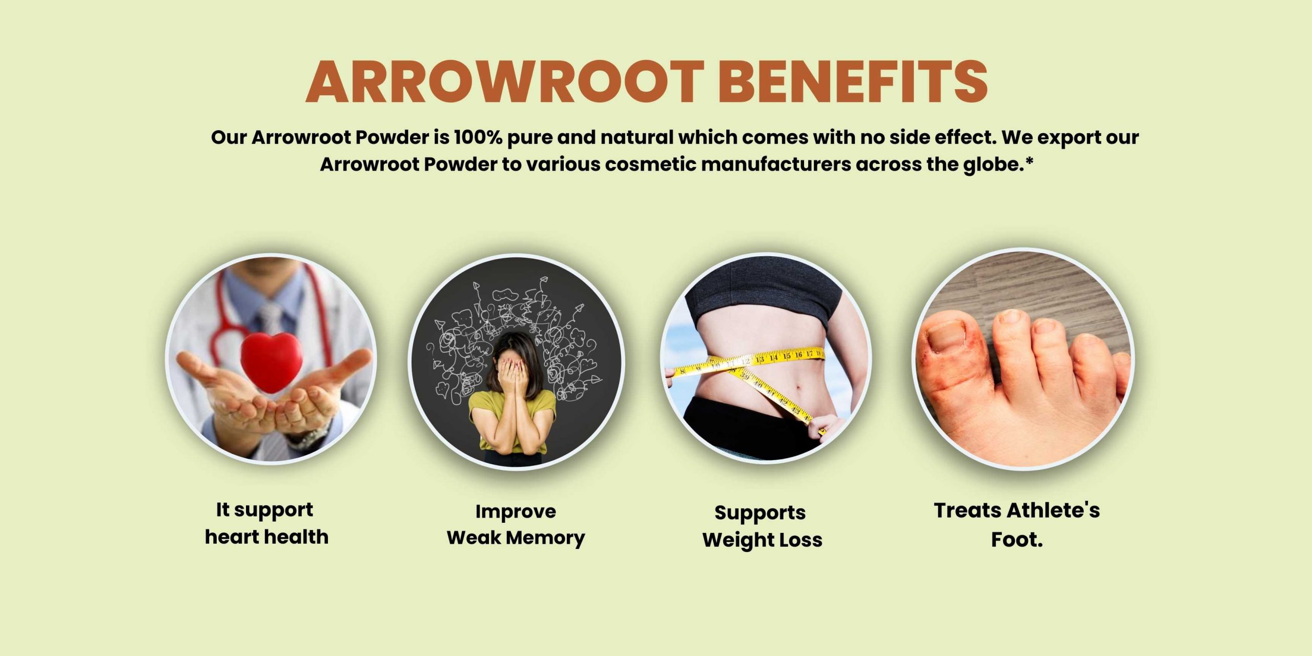 Arrowroot Powder,Top Arrowroot Powder Wholesale Supplier and Manufacturer in India